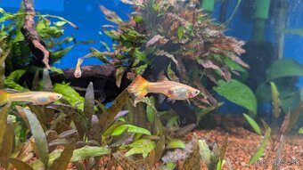 Ryby:Caridina Japonica XL, Gupka Sunset, Mrenka siamska - 3