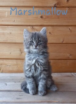Malé flufaté mačiatka - Mainská Mývalia - 3