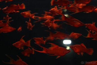 ⛔️Xiphophorus Helleri Red Ruby⛔️ - 3