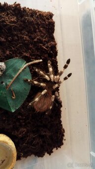 🕷️ Darujem terarium v cene vtackara - 3