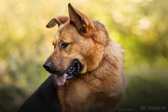 Darujem mohutného psa Maxa - mix nemecký ovčiak - 3