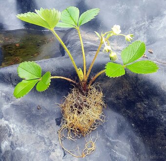 Sadenice (priesady, planty) - jahody Senga Sengana - 3