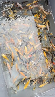 Predám Japonské butterfly koi kapre - 3