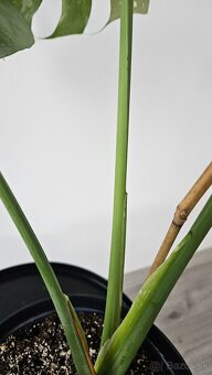 Monstera Thai Constellation - 3