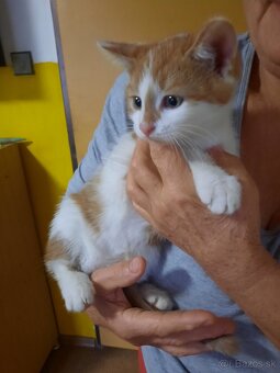 Darujem kocúrika - 3