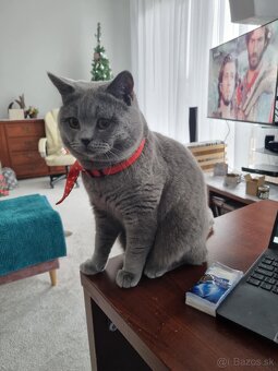 britský kocúr sivomodrý - 3