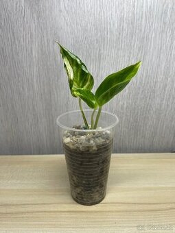 Epipremnum Shangri-La variegated (Godzilla) - 3