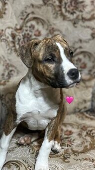 Americký Stafordšírsky Terier  s PP - 3