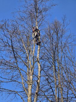 Výrub rizikových stromov - 3