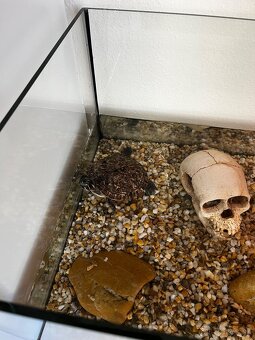 Korytnačka  písmenkova + akvárium - 3