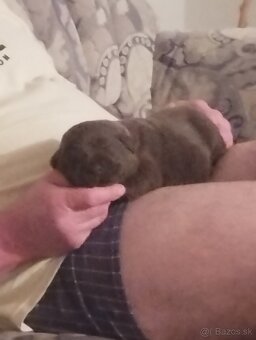 Labrador retriever s PP - 3