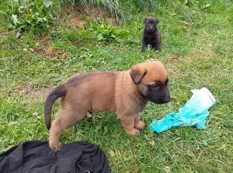 Belgický ovčiak-malinois bez PP - 3