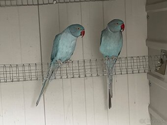 Alexander maly hch opal - 3