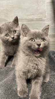 Britský Kocurik - 3