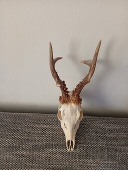 Parozie trofeje zhody - 3