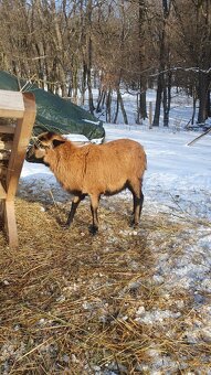 Kamerunsky baran - 3