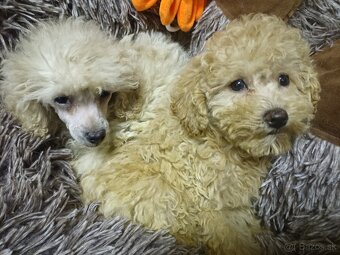 Pudel trpasličí - 3