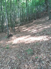 Predaj - lesy, k.ú. Vagrinec - 3