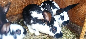 Predám králiky - 3