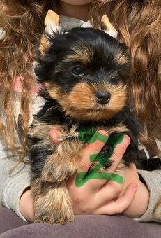 Yorkshire terrier s PP - 3