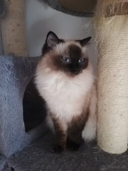 Ragdoll - 3