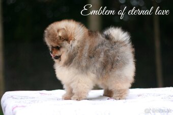 Pomeranian FCI - 3