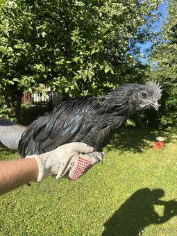 Ayam Cemani - 3