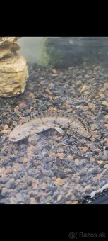 Bichir endlicheri DARUJEM - 3