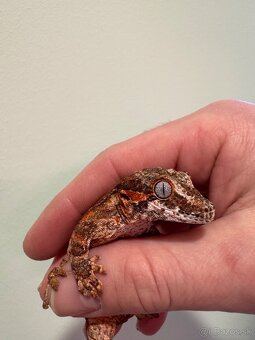 Rhacodactylus auriculatus - 3