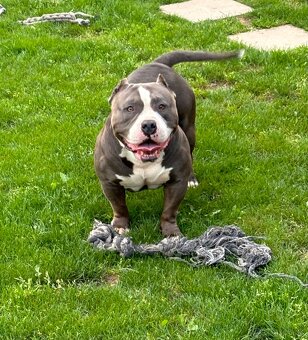 American bully - 3