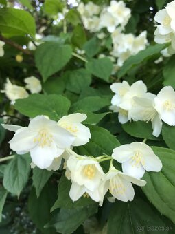 Predám JAZMÍN a PAJAZMÍN - 3