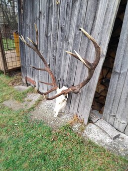 Poľovnícka trofej jeleň - 3