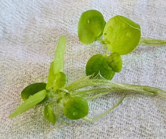 Darujem - Limnobium laevigatum - 3