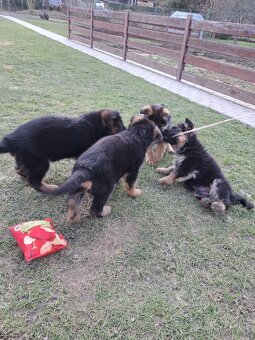 Steniatka nemecky ovciak - 3