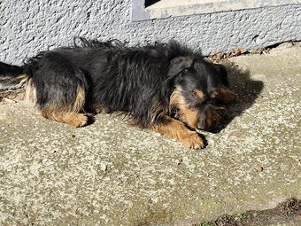 Jagdterrier - 3