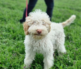 Lagotto Romagnolo steniatko s PP papiermi - 3