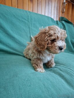 Maltipoo - 3