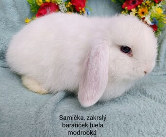 Zakrslý baranček s VP samička biela modrooká - 3