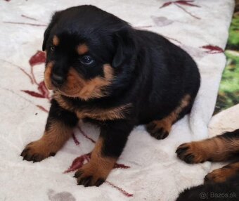 Šteniatka Rottweilera, Rottweiler, Rotvajler,Rottweiler s PP - 3