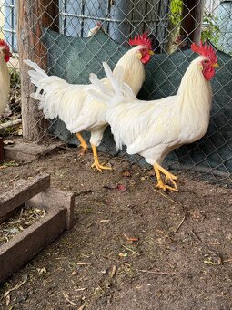 Leghorn a Amrox - 3