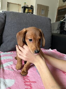 Predám šteniatka - 3