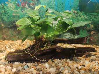 Akvárium a príslušenstvo - 3