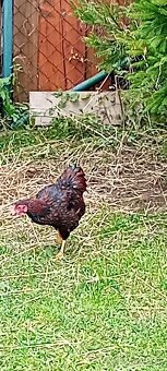 Wyjandotka zlatá čierno lemovaná , kohutik - 3