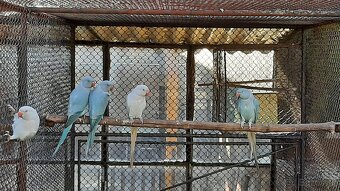 Predám alexander malý modrý - 3