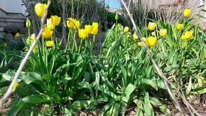 Chryzantema výmena za tulipány - 3