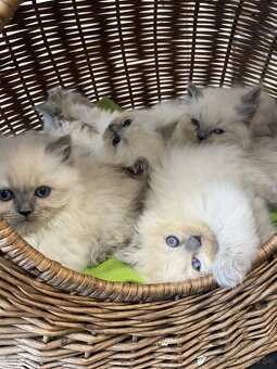 Mačiatko ragdoll - 3