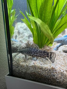 sumec chôdzny (Clarias batrachus) - 3