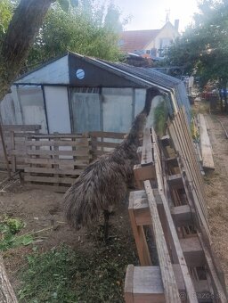 Predám Pštrosa - Emu - 3