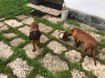 Bavorský farbiar - 3