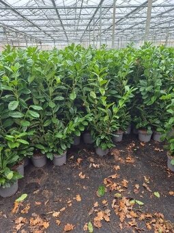 VAVRÍNOVEC NOVITA-Košice - 3